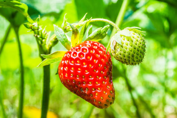 istock red and green strawberry 691518898