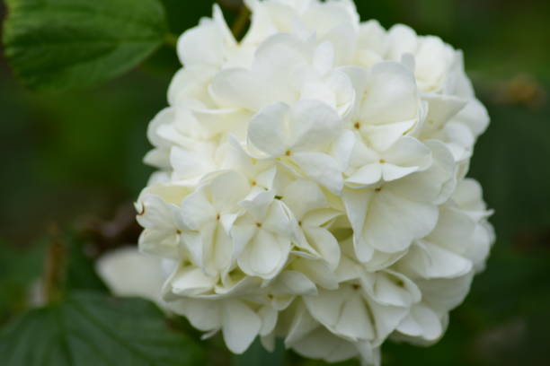 istock Hyrdangea flower ball 691519018