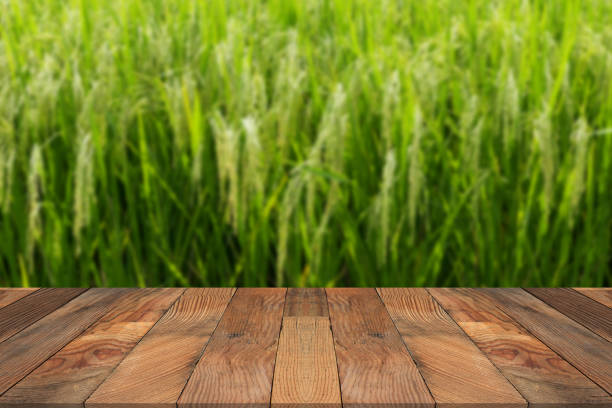 istock Brown wood table and blurry rice cereal plant in background. 691520216