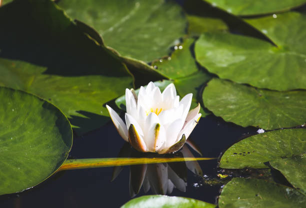 istock White young flowers of water lily. 691520480