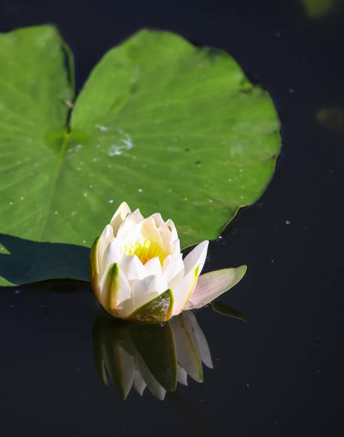 istock White young flowers of water lily. 691520502
