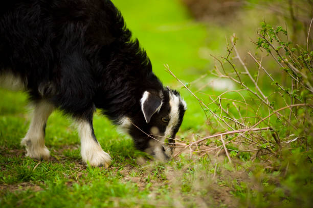 istock young goat grazes in a meadow. 691521222