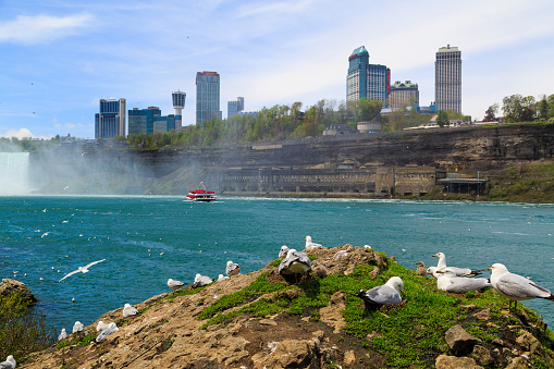 American side of Niagara Falls NY, going on the decks of the Cave of the Winds on a windy, sunny day. Sea gulls sun themselves with the Maid of the Mist and the Canadian side in the background.American side of Niagara Falls NY, going on the decks of the Cave of the Winds on a windy, sunny day. Sea gulls sun themselves with the Maid of the Mist and the Canadian side in the background.