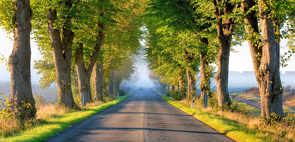 Treelined road in sunlight on foggy morning. Lwer Saxony, Germany.