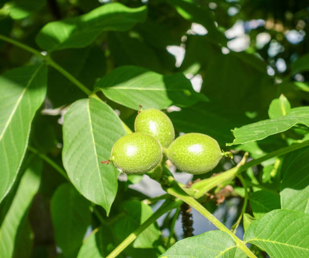 istock Walnut at the tree at sunny day 691524296