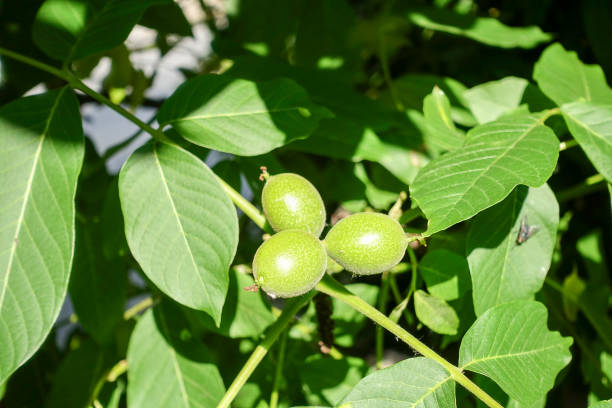 istock Walnut at the tree at sunny day 691524338