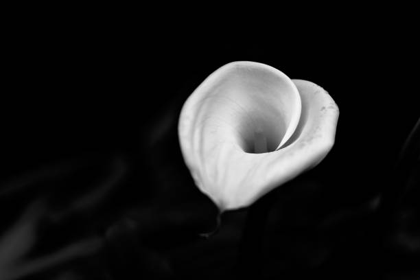 istock Calla lily flower with dark background 691524682