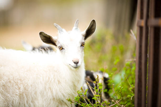 istock young goat grazes in a meadow. 691527974