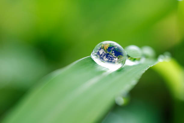 istock leaf with rain droplets, Recovery earth concept 691531422