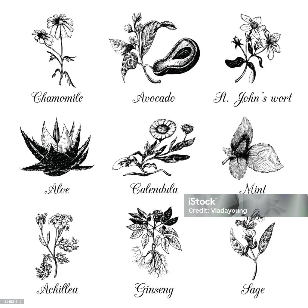 Herbs and spices set. Hand drawn officinalis,medicinal, cosmetic plants. Vector botanical illustrations for tags,labels. Herbs and spices set. Hand drawn officinalis, medicinal, cosmetic plants. Engraving botanical illustrations for tags. Vector healing wild flowers sketches for labels. Pot Marigold stock vector