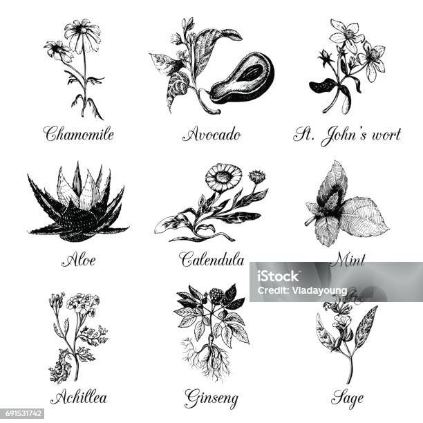 Herbs And Spices Set Hand Drawn Officinalismedicinal Cosmetic Plants Vector Botanical Illustrations For Tagslabels Stock Illustration - Download Image Now