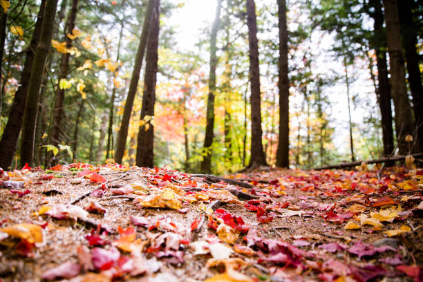 Autumn in the Forest stock photo