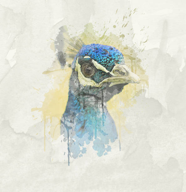 istock Portrait of beautiful peacock 691534666