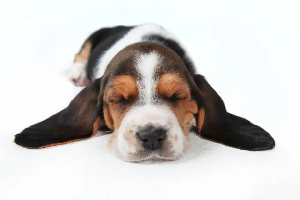Basset Hound Puppy sleeping with ears out to side