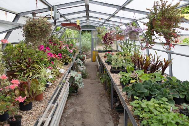 istock Potted plants in a greenhouse 691541398