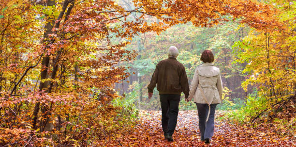 vue arrière sur le couple de personnes âgées à pied à l’automne sous la canopée des arbres en forêt - beech tree photos photos et images de collection