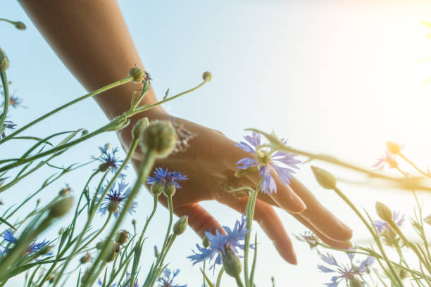 hand touching flowers stock photo