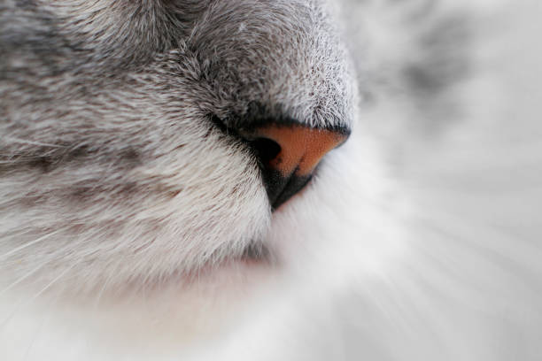 istock Portrait of a grey cat 691541730