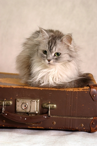 persian kitten with old suitcase