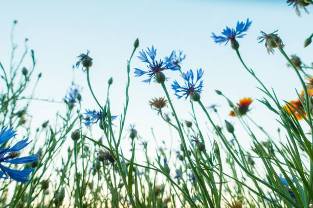 istock flowers in the garden 691544144