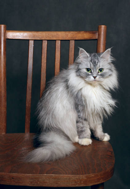 istock Portrait of a grey cat 691544150