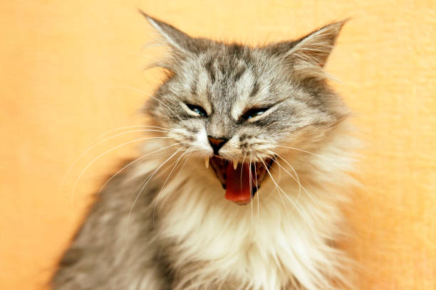 istock Portrait of a grey cat 691544156