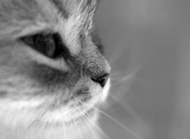 istock Portrait of a grey cat 691544198