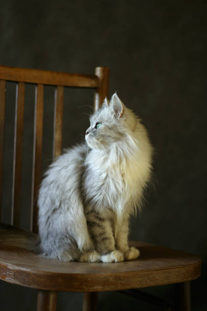 istock Portrait of a grey cat 691544260