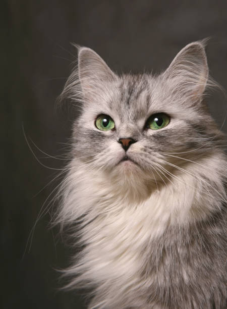 istock Portrait of a grey cat 691544268