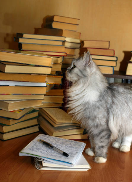 istock Portrait of a grey cat 691544320