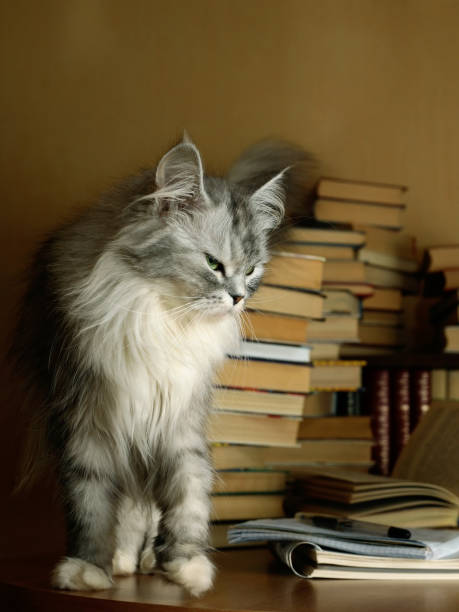 istock Portrait of a grey cat 691544334