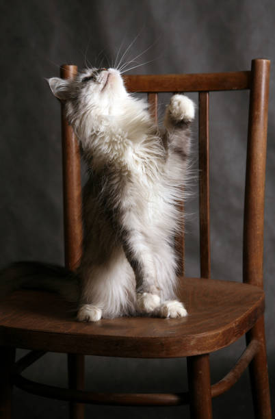 istock Portrait of a grey cat 691544470