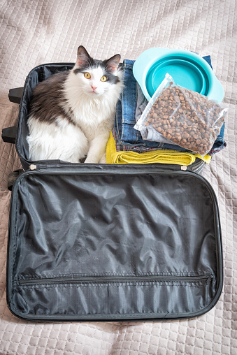 Cat sitting in the suitcase or bag and waiting for a trip. Travel with pets concept