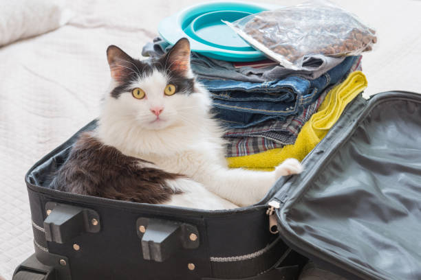 istock Cat sitting in the suitcase 691544594