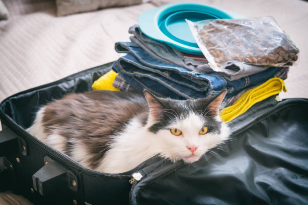 istock Cat sitting in the suitcase 691544678