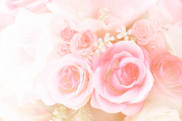 istock Blurred of Rose flowers blooming 691545126
