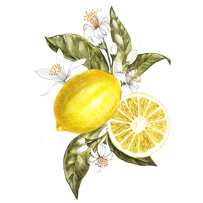 Branch of watercolor lemon tree with leaves, yellow lemons and flowers. Hand drawn watercolor elements for your design. Isolated on white
