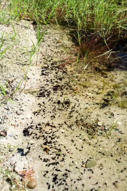 Small tadpoles in the forest lake