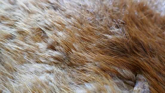 Beaver Fur closeup