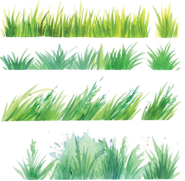 Grass watercolor vector Green natural grass watercolor illustrated vector elements Lea stock illustrations