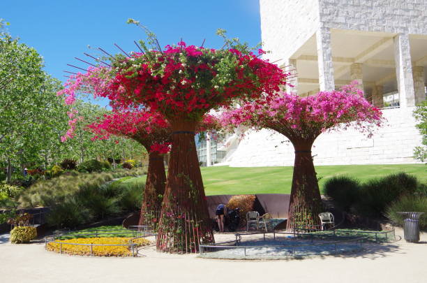 бугенвиля: красивый сад - getty стоковые фото и изображения
