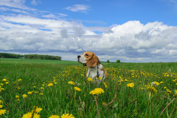istock Beagle on a meadow with yellow dandelions 691558510