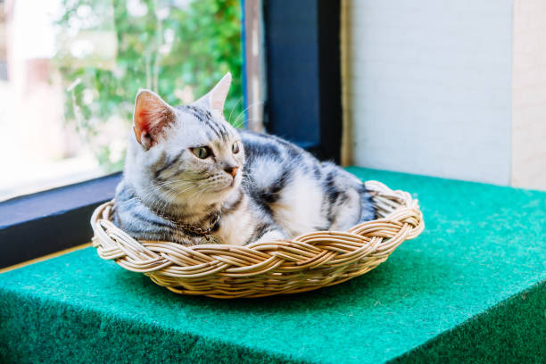 istock Cute cat lying in a basket on a green background. 691558550