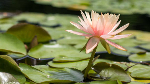 lily pad2 - lillypad lily water lily water stock-fotos und bilder