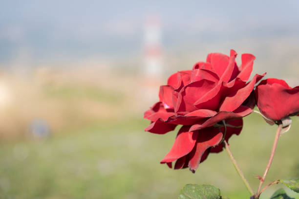 Beautiful roses in the garden on the mountain.
