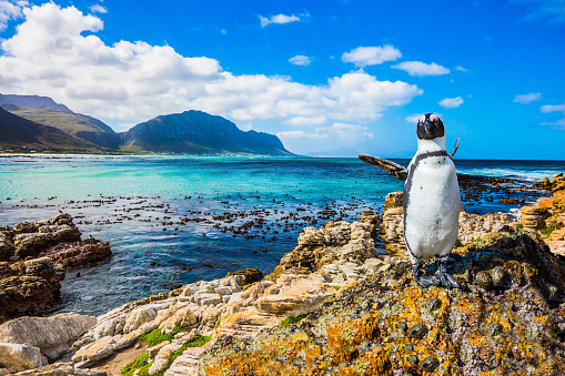 Fanny african black - white penguin on the beach of Atlantic.The boulders and algae. Boulders Penguin Colony National Park, South Africa. The concept of  ecotourism