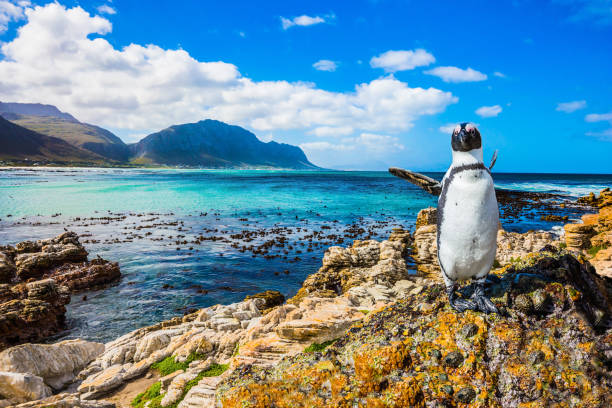 the boulders and algae - south africa imagens e fotografias de stock