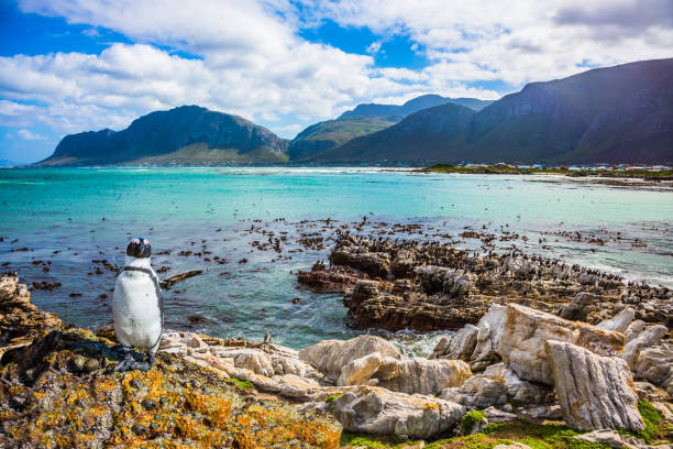 istock The boulders and seaweed 691563494