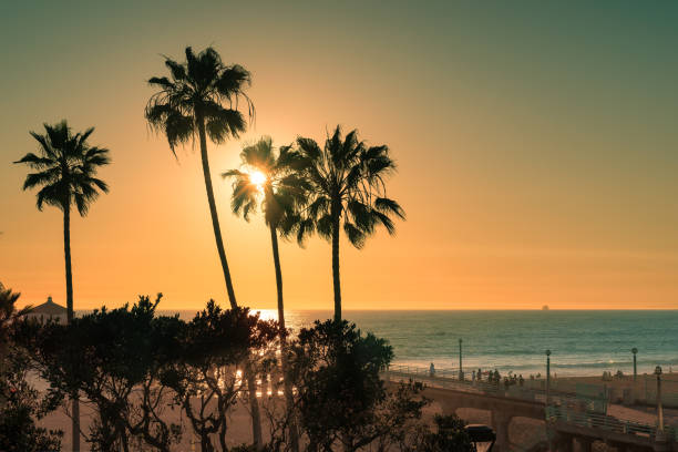 palmy o zachodzie słońca na manhattan beach, los angeles, kalifornia. - santa monica beach santa monica pier malibu california zdjęcia i obrazy z banku zdjęć