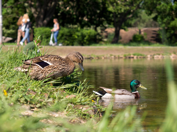 istock Ducks swim across the surface of the pond 691573464